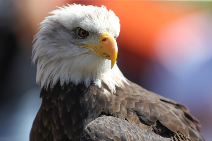 Auburn Eagle Indy vs Missouri.